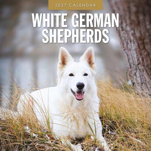 White german shepherds 2027 - white,