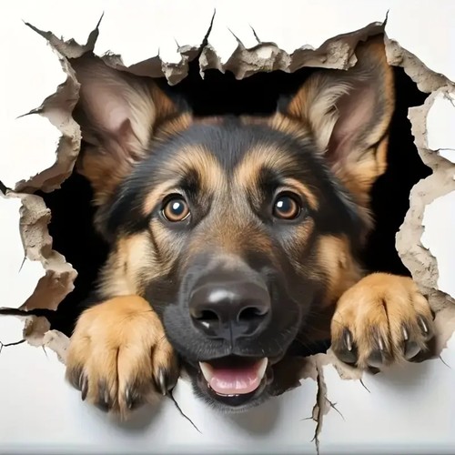 Peeking german shepherd - peeking,