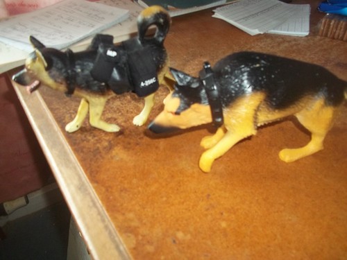 Dogs accessories to - accessories,
