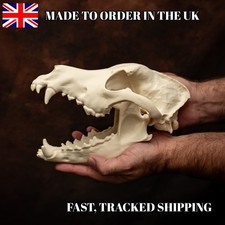 German Shepherd Skull Life