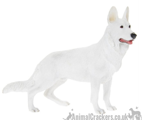 White alsatian german - alsatian, shepherd
