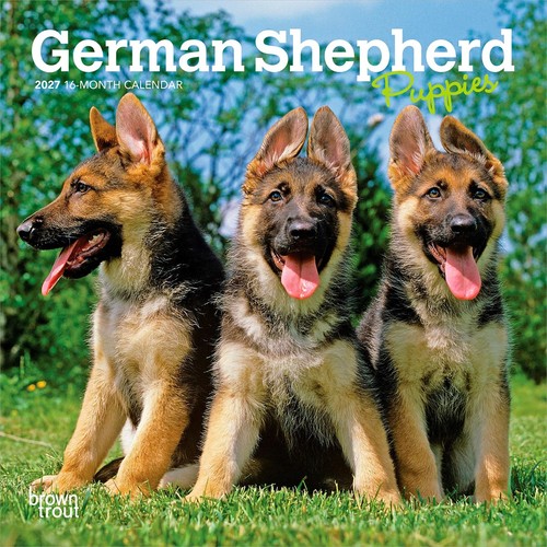 German shepherd puppies - shepherd,