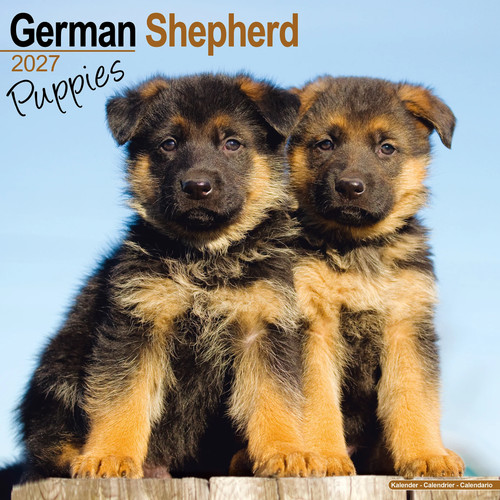 German shepherd puppies 2027 - german,