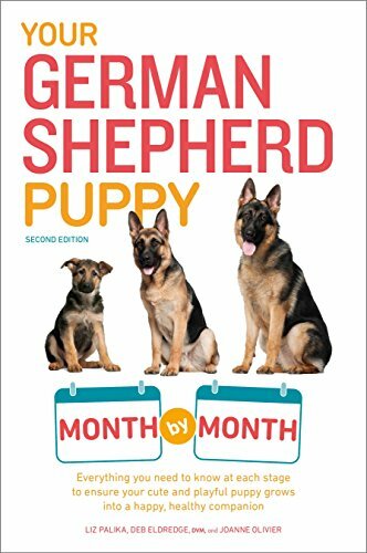 Your german shepherd - shepherd, puppy