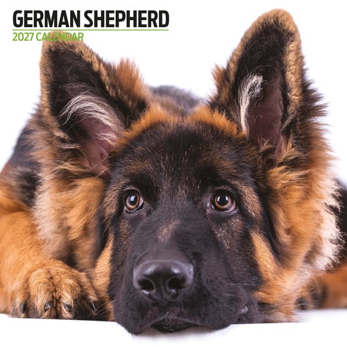 German shepherd 2027 modern - german,