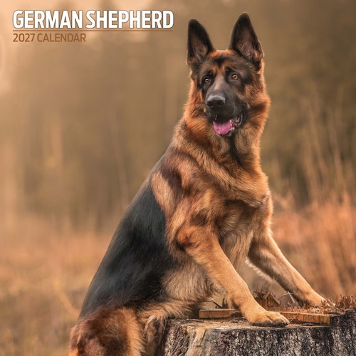 German shepherd 2027 - german,