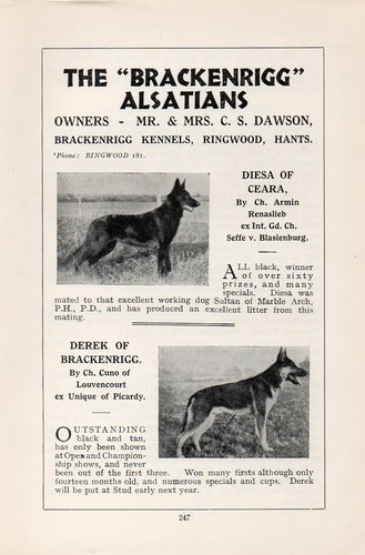German shepherd dog - german, vintage
