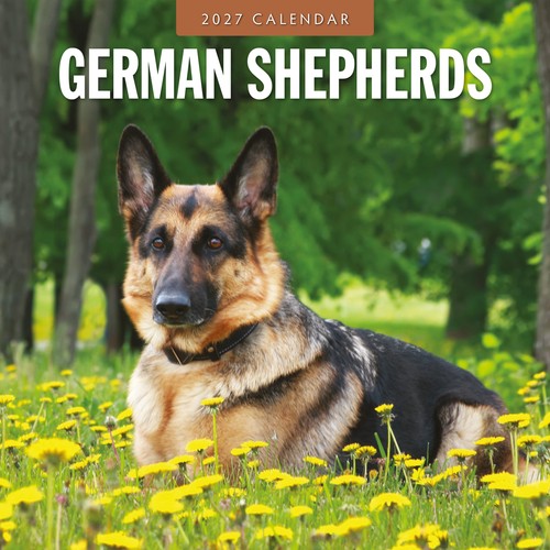 German shepherds 2027 square - german,