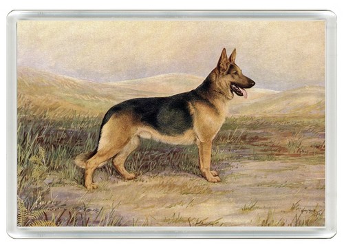 German shepherd dog fridge - german,