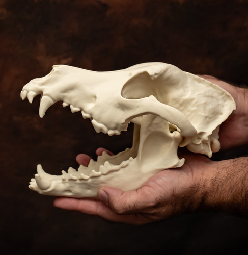 German shepherd dog skull - dog,
