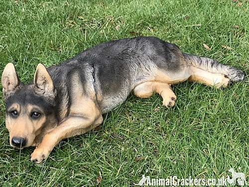 Large laying german - german, shepherd