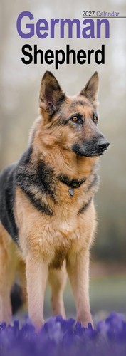 German shepherd slim - german,