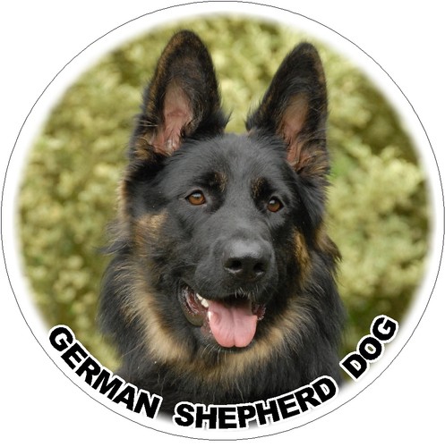 German shepherd dog 2 - german, no.