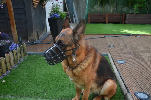 Leather dog muzzle - dog, |